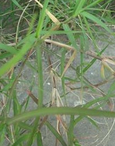 标题：狗牙根
浏览次数：2590
发表时间：2017-11-02