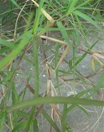 标题：狗牙根
浏览次数：1762
发表时间：2017-11-02