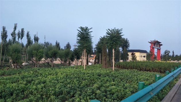 标题：张家口经开区腰站堡饮用水源地生态涵养绿化
浏览次数：2589
发表时间：2020-10-16