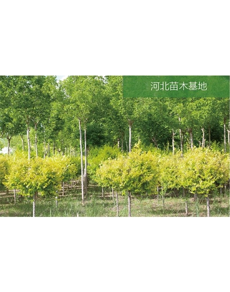 标题：苗木基地
浏览次数：2098
发表时间：2020-10-17