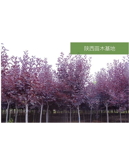 标题：苗木基地
浏览次数：2162
发表时间：2020-10-17