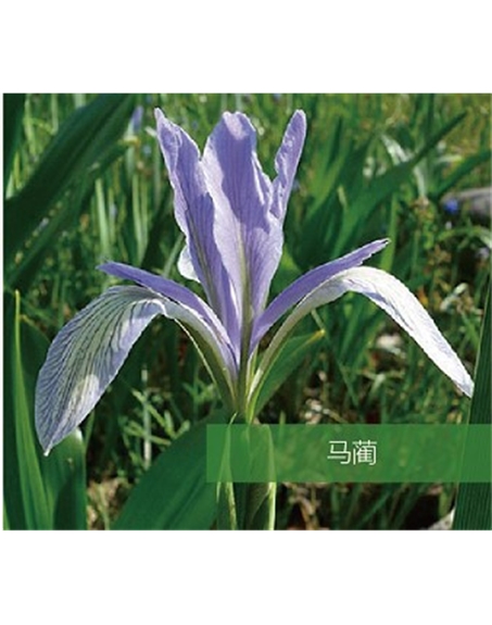 标题：地被
浏览次数：1526
发表时间：2020-10-17