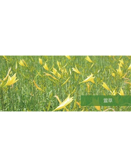 标题：地被
浏览次数：1583
发表时间：2020-10-17