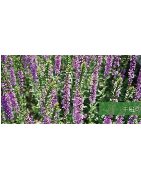 标题：地被
浏览次数：1865
发表时间：2020-10-17
