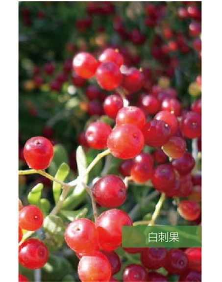 标题：名贵树种
浏览次数：1486
发表时间：2020-10-17
