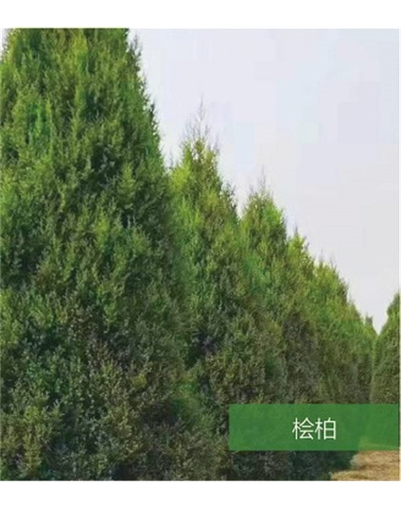 标题：名贵树种
浏览次数：1497
发表时间：2020-10-17