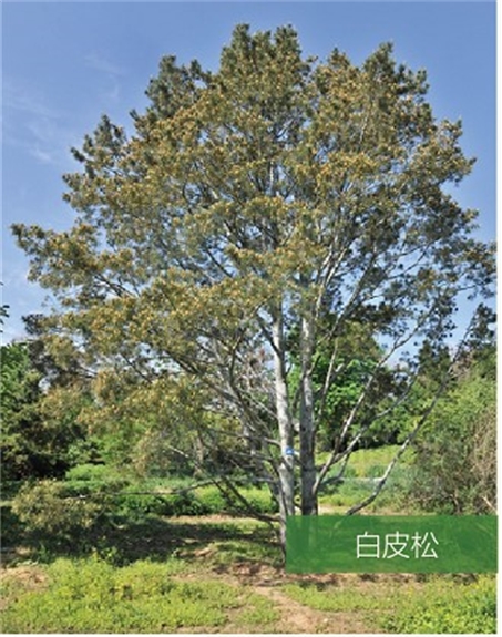 标题：名贵树种
浏览次数：2079
发表时间：2020-10-17