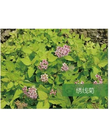 标题：乔灌木
浏览次数：1758
发表时间：2020-10-17