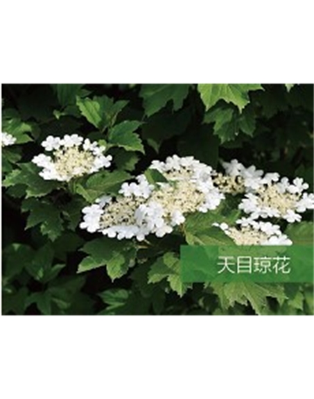 标题：乔灌木
浏览次数：1750
发表时间：2020-10-17