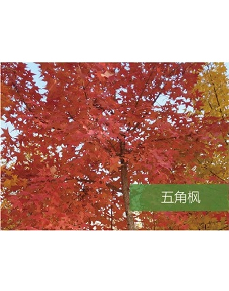 标题：乔灌木
浏览次数：1710
发表时间：2020-10-17