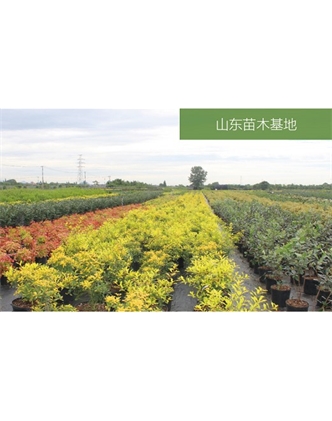 标题：苗木基地
浏览次数：2183
发表时间：2020-10-17