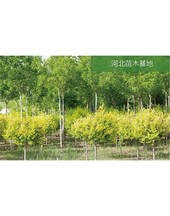 标题：苗木基地
浏览次数：2097
发表时间：2020-10-17