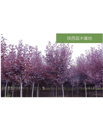 标题：苗木基地
浏览次数：2161
发表时间：2020-10-17