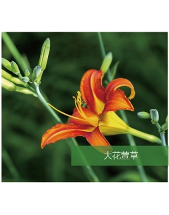标题：地被
浏览次数：1510
发表时间：2020-10-17