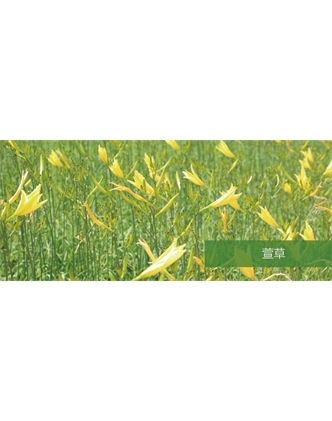 标题：地被
浏览次数：1582
发表时间：2020-10-17