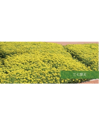标题：地被
浏览次数：1978
发表时间：2020-10-17