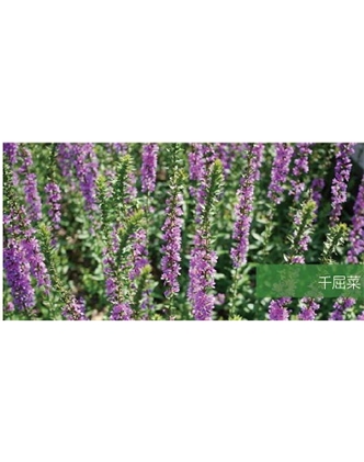 标题：地被
浏览次数：1864
发表时间：2020-10-17