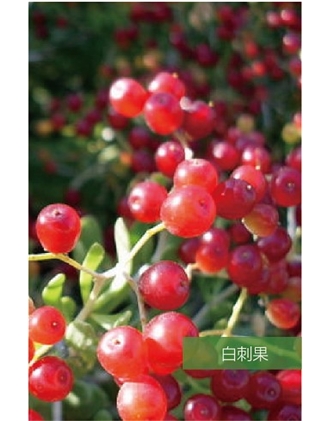 标题：名贵树种
浏览次数：1485
发表时间：2020-10-17