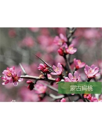 标题：名贵树种
浏览次数：1372
发表时间：2020-10-17