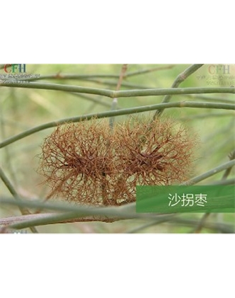 标题：名贵树种
浏览次数：1484
发表时间：2020-10-17