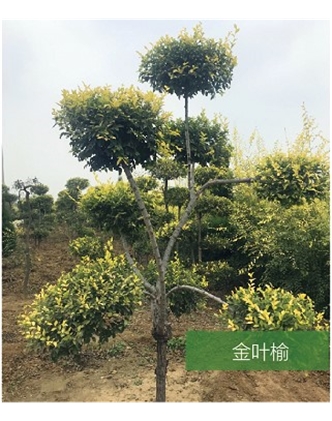 标题：名贵树种
浏览次数：1485
发表时间：2020-10-17