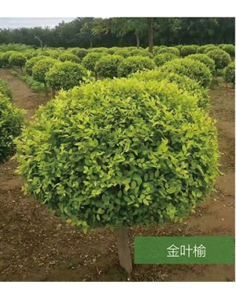 标题：名贵树种
浏览次数：1490
发表时间：2020-10-17
