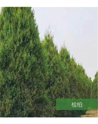 标题：名贵树种
浏览次数：1496
发表时间：2020-10-17