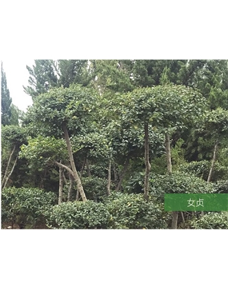 标题：名贵树种
浏览次数：1461
发表时间：2020-10-17