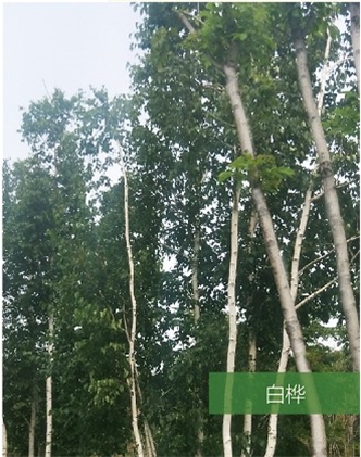 标题：名贵树种
浏览次数：1544
发表时间：2020-10-17
