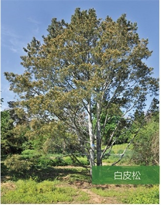 标题：名贵树种
浏览次数：2078
发表时间：2020-10-17