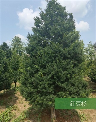标题：名贵树种
浏览次数：1913
发表时间：2020-10-17