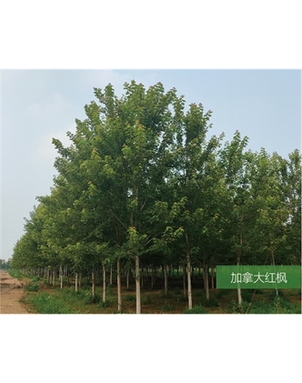 标题：名贵树种
浏览次数：1864
发表时间：2020-10-17