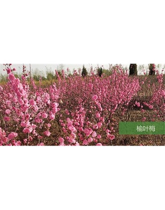 标题：乔灌木
浏览次数：1574
发表时间：2020-10-17