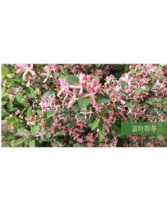 标题：乔灌木
浏览次数：1493
发表时间：2020-10-17