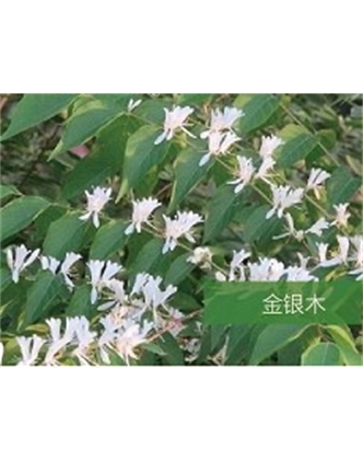 标题：乔灌木
浏览次数：1500
发表时间：2020-10-17