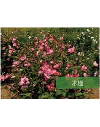 标题：乔灌木
浏览次数：1573
发表时间：2020-10-17