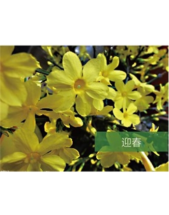 标题：乔灌木
浏览次数：1425
发表时间：2020-10-17