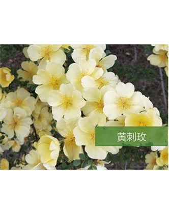 标题：乔灌木
浏览次数：1408
发表时间：2020-10-17