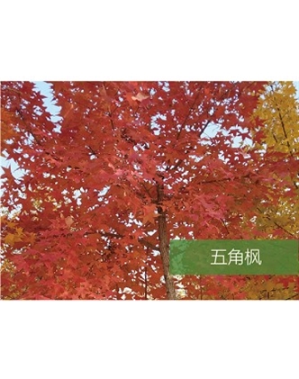 标题：乔灌木
浏览次数：1552
发表时间：2020-10-17