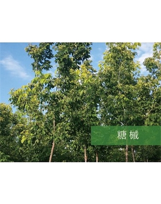 标题：乔灌木
浏览次数：2210
发表时间：2020-10-17