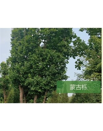 标题：乔灌木
浏览次数：2156
发表时间：2020-10-17