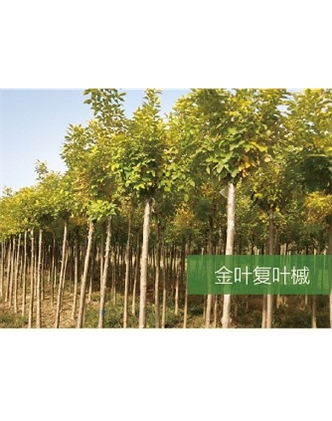 标题：乔灌木
浏览次数：2009
发表时间：2020-10-17